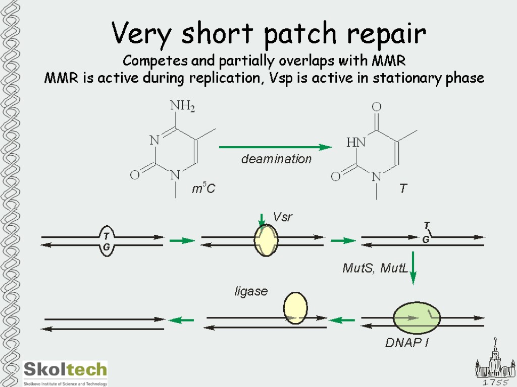 Very short patch repair Competes and partially overlaps with MMR MMR is active during